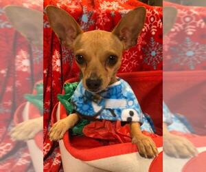 Chihuahua Dogs for adoption in Colorado Springs, CO, USA