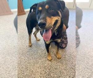 Rottweiler Dogs for adoption in Kendallville, IN, USA