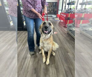 German Shepherd Dog Dogs for adoption in New Orleans, LA, USA