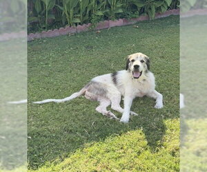 Great Pyrenees-Unknown Mix Dogs for adoption in Dallas, TX, USA