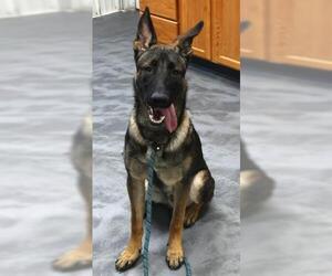 Mutt Dogs for adoption in Thief River Falls, MN, USA