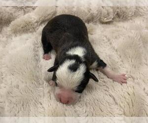Mutt Dogs for adoption in Corona, CA, USA