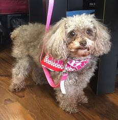 Poodle (Toy) Dogs for adoption in Centreville, VA, USA