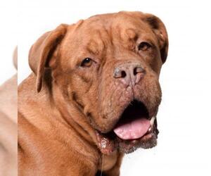 Dogue de Bordeaux Dogs for adoption in West Hollywood, CA, USA