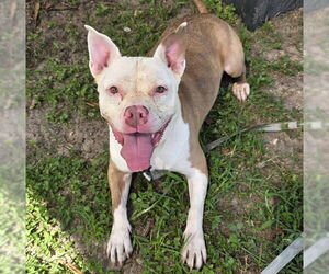 Staffordshire Bull Terrier Dogs for adoption in Ocala, FL, USA