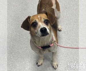 Jack-A-Bee Dogs for adoption in Washington, DC, USA