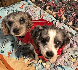 Poodle (Miniature) Dogs for adoption in Redondo Beach, CA, USA