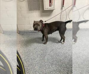 American Pit Bull Terrier-Chinese Shar-Pei Mix Dogs for adoption in Long Beach, CA, USA