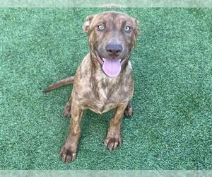 American Pit Bull Terrier-Unknown Mix Dogs for adoption in Orange, CA, USA