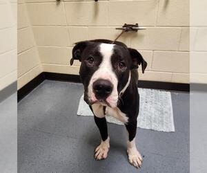 Medium Photo #1 American Bulldog-American Staffordshire Terrier Mix Puppy For Sale in Denver, CO, USA