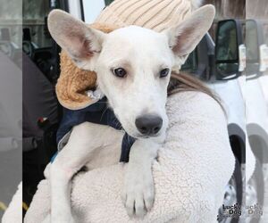 Labrador Retriever-Unknown Mix Dogs for adoption in Washington, DC, USA