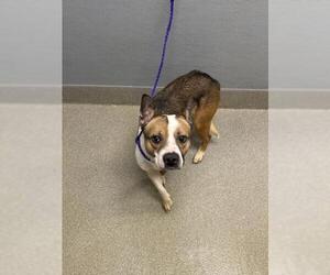 Mutt Dogs for adoption in Las Vegas, NV, USA