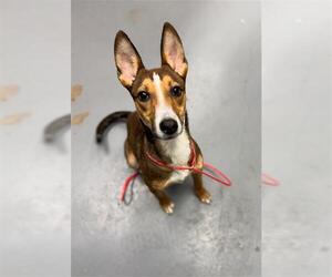 German Shepherd Dog-Unknown Mix Dogs for adoption in Peoria, IL, USA