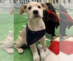 Labrador Retriever-Unknown Mix Dogs for adoption in Sanford, FL, USA