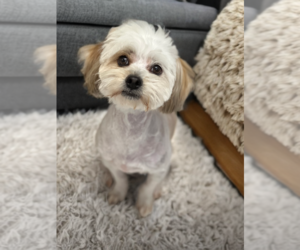 Maltipoo Dogs for adoption in Phoenix, AZ, USA