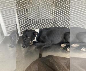 American Pit Bull Terrier Dogs for adoption in Bakersfield, CA, USA