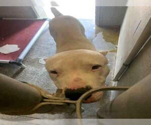 Dogo Argentino Dogs for adoption in Fort Walton Beach, FL, USA