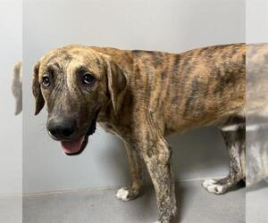Anatolian Shepherd Dogs for adoption in Modesto, CA, USA
