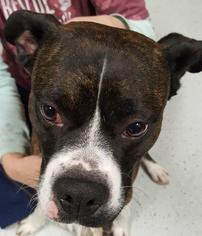 Boxer Dogs for adoption in Bemidji, MN, USA