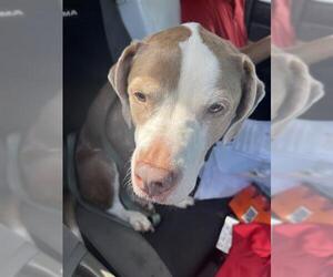American Staffordshire Terrier Dogs for adoption in Fort Lauderdale, FL, USA