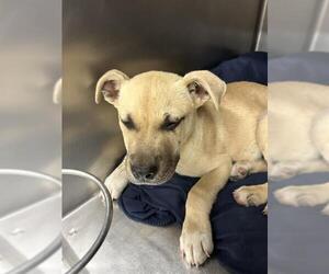 German Shepherd Dog-Unknown Mix Dogs for adoption in Waco, TX, USA