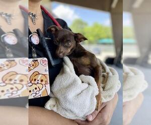 Chihuahua Dogs for adoption in Baytown, TX, USA