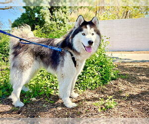 Siberian Husky Dogs for adoption in Pasadena, CA, USA