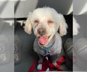 Bichon Frise Dogs for adoption in Palo Alto, CA, USA