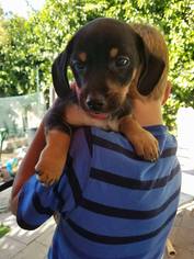 Medium Photo #14 Mutt Puppy For Sale in Rancho Santa Margarita, CA, USA