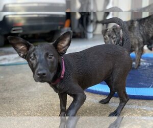 German Shepherd Dog-Unknown Mix Dogs for adoption in HOUSTON, TX, USA
