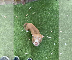 Medium Photo #6 Mutt Puppy For Sale in Mission Viejo, CA, USA