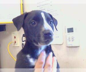 Staffordshire Bull Terrier Dogs for adoption in Sacramento, CA, USA