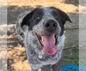 Great Pyrenees-Unknown Mix Dogs for adoption in Aurora, CO, USA