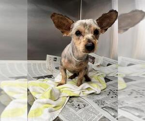 Miniature Schnauzer-Unknown Mix Dogs for adoption in Downey, CA, USA