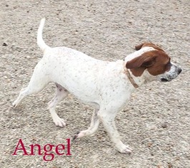 Pointer Dogs for adoption in Stover, MO, USA