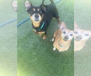 Chihuahua-Unknown Mix Dogs for adoption in Tempe , AZ, USA