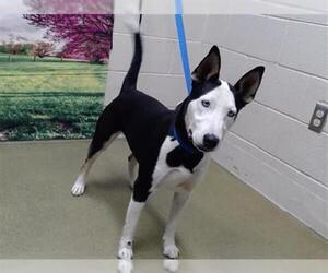 Bull Terrier-Unknown Mix Dogs for adoption in Moreno Valley, CA, USA