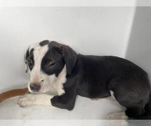 American Pit Bull Terrier Dogs for adoption in Houston, TX, USA