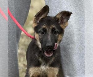 German Shepherd Dog-Unknown Mix Dogs for adoption in Yardley, PA, USA