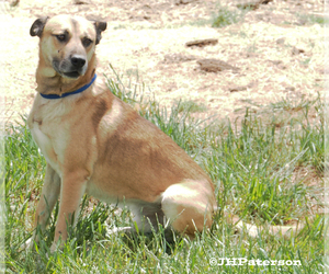 Mutt Dogs for adoption in Scottsdale, AZ, USA