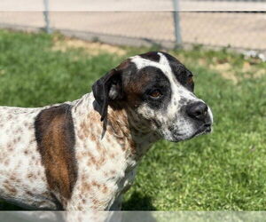 American Pit Bull Terrier-Unknown Mix Dogs for adoption in Tulsa, OK, USA