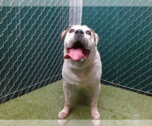 Boxer-Unknown Mix Dogs for adoption in Downey, CA, USA