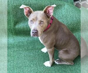 American Pit Bull Terrier-Unknown Mix Dogs for adoption in Denison, TX, USA
