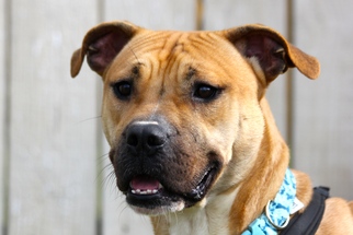 American Bulldog-Unknown Mix Dogs for adoption in Marietta, GA, USA