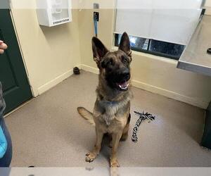 German Shepherd Dog Dogs for adoption in Pasadena, CA, USA