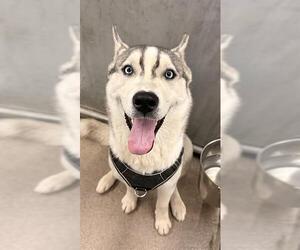 Siberian Husky Dogs for adoption in HESPERIA, CA, USA