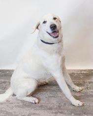 Great Pyrenees Dogs for adoption in Rockwall, TX, USA