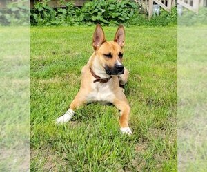 German Shepherd Dog-Unknown Mix Dogs for adoption in Cuyahoga Falls , OH, USA