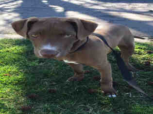 Borador Dogs for adoption in Oakdale, CA, USA
