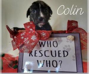 Border Collie Dogs for adoption in Nashville, TN, USA